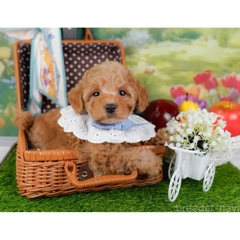 販売中の神奈川県のトイプードル-452742の7枚目