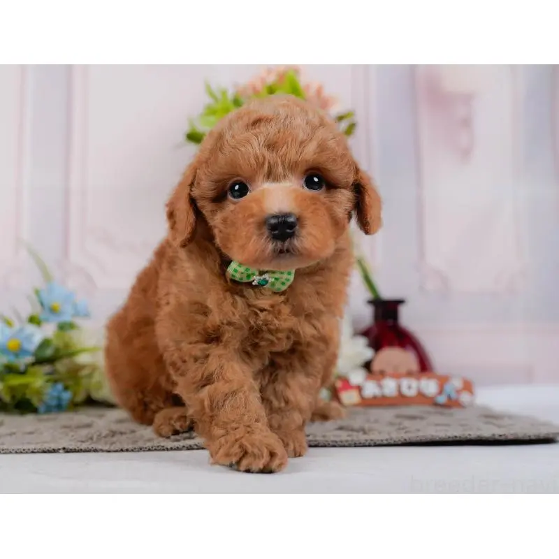 販売中の神奈川県のトイプードル-452744の15枚目