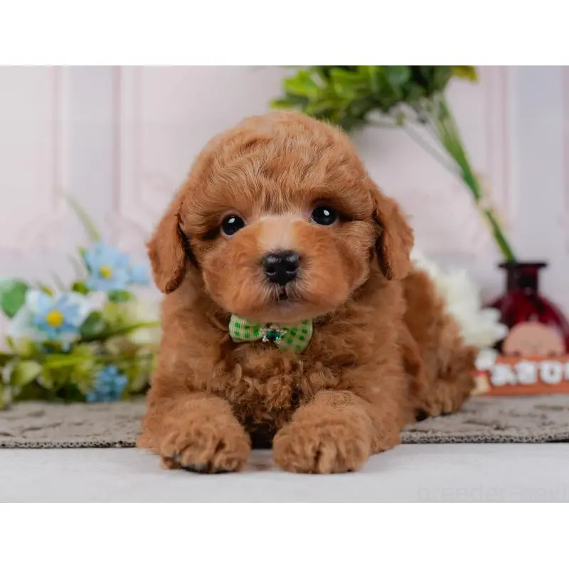 販売中の神奈川県のトイプードル-452744の14枚目