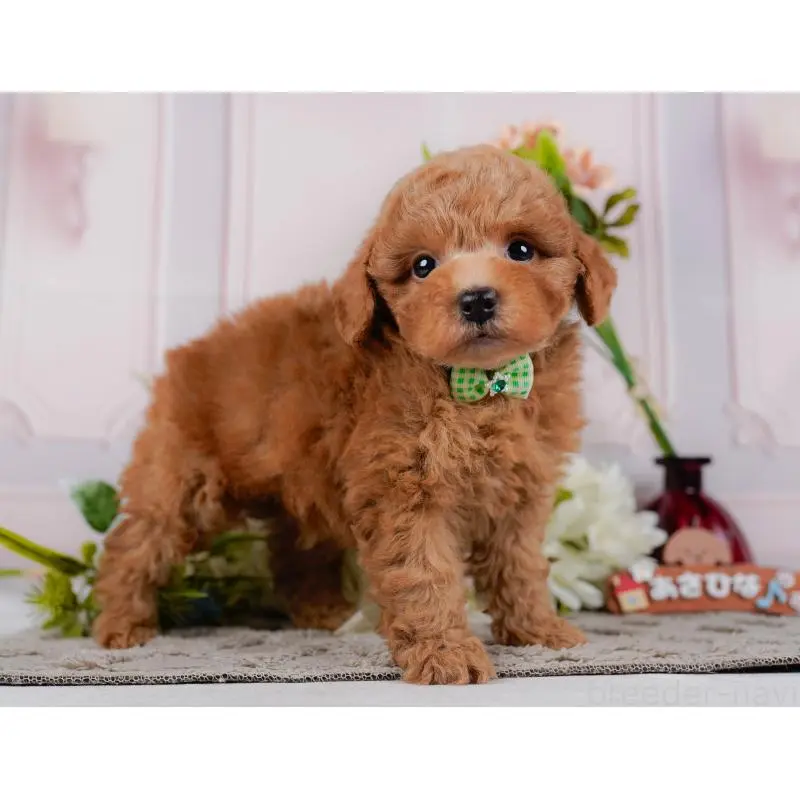 販売中の神奈川県のトイプードル-452744の13枚目