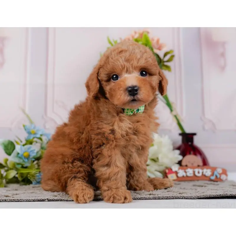 販売中の神奈川県のトイプードル-452744の12枚目