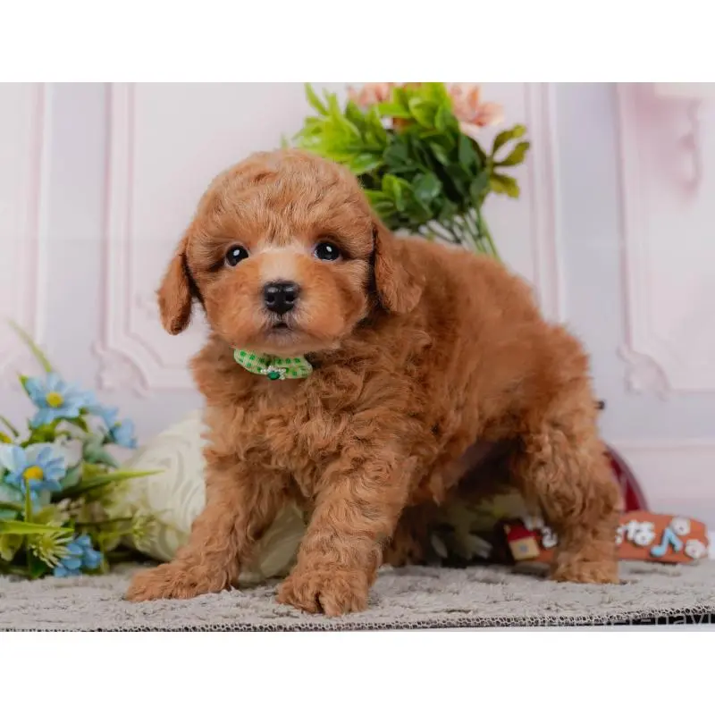 販売中の神奈川県のトイプードル-452744の11枚目