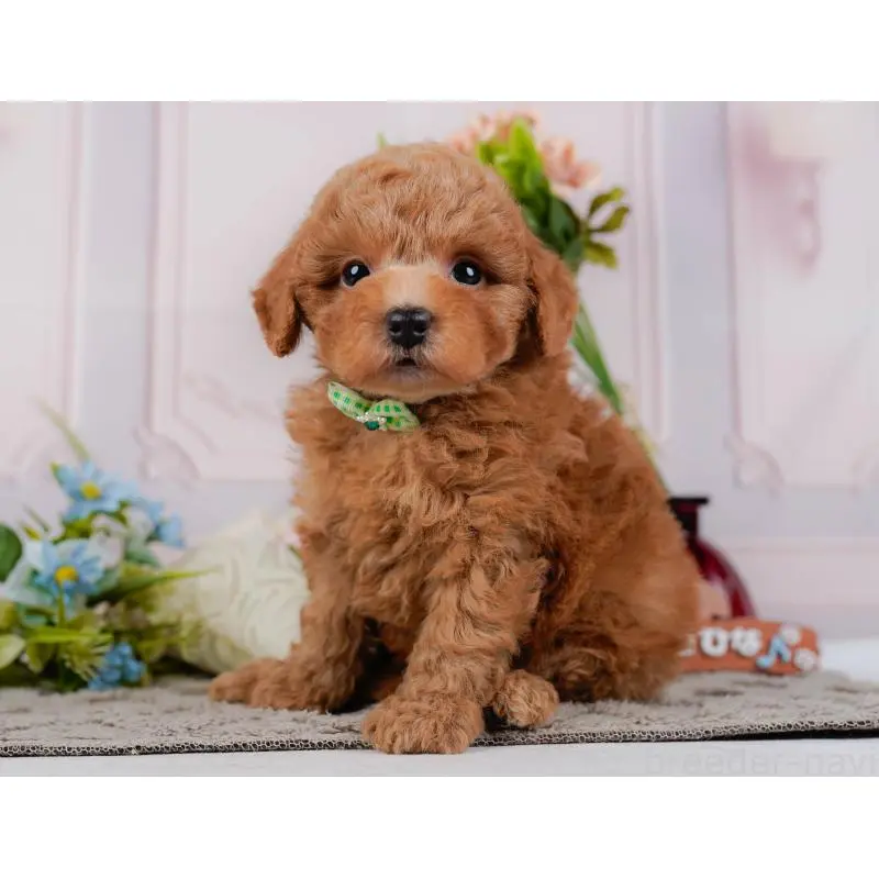 販売中の神奈川県のトイプードル-452744の10枚目