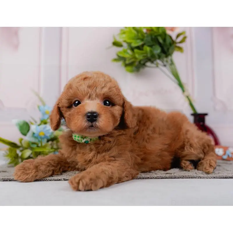 販売中の神奈川県のトイプードル-452744の9枚目