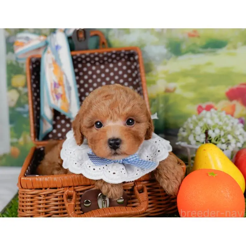 販売中の神奈川県のトイプードル-452744の7枚目