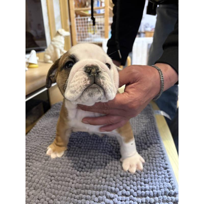 販売中の茨城県のブルドッグ-452419の11枚目