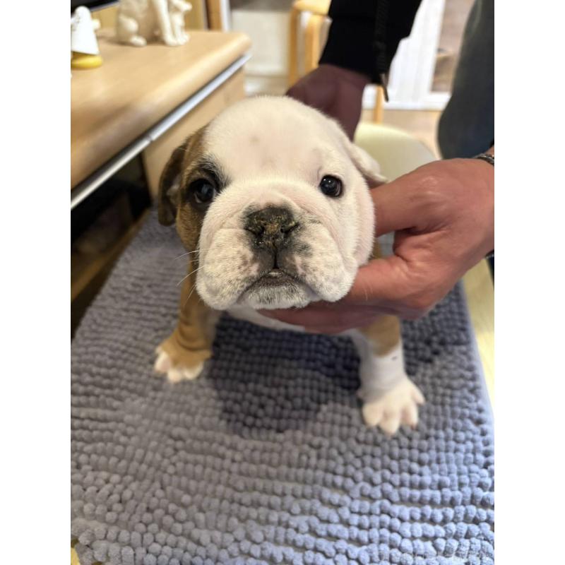 販売中の茨城県のブルドッグ-452419の10枚目