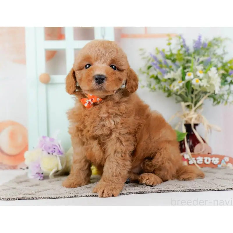 成約済の神奈川県のトイプードル-452734の13枚目