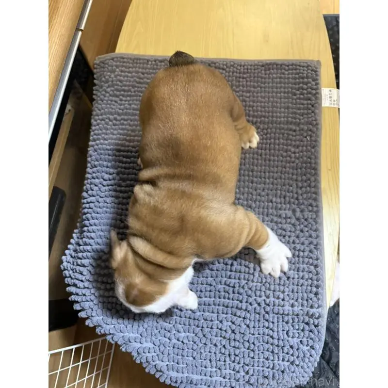 販売中の茨城県のブルドッグ-452419の8枚目