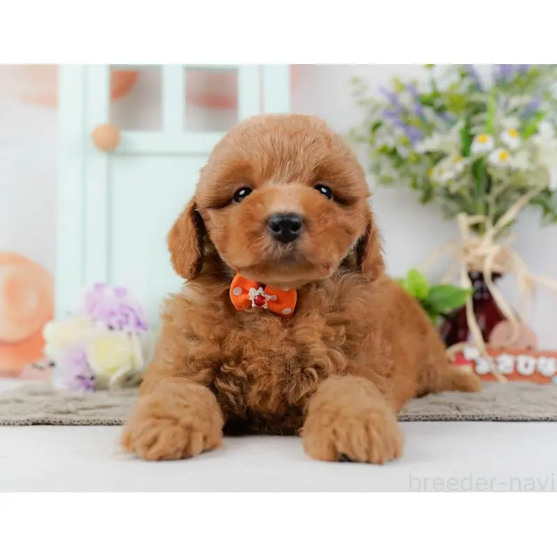 成約済の神奈川県のトイプードル-452734の12枚目