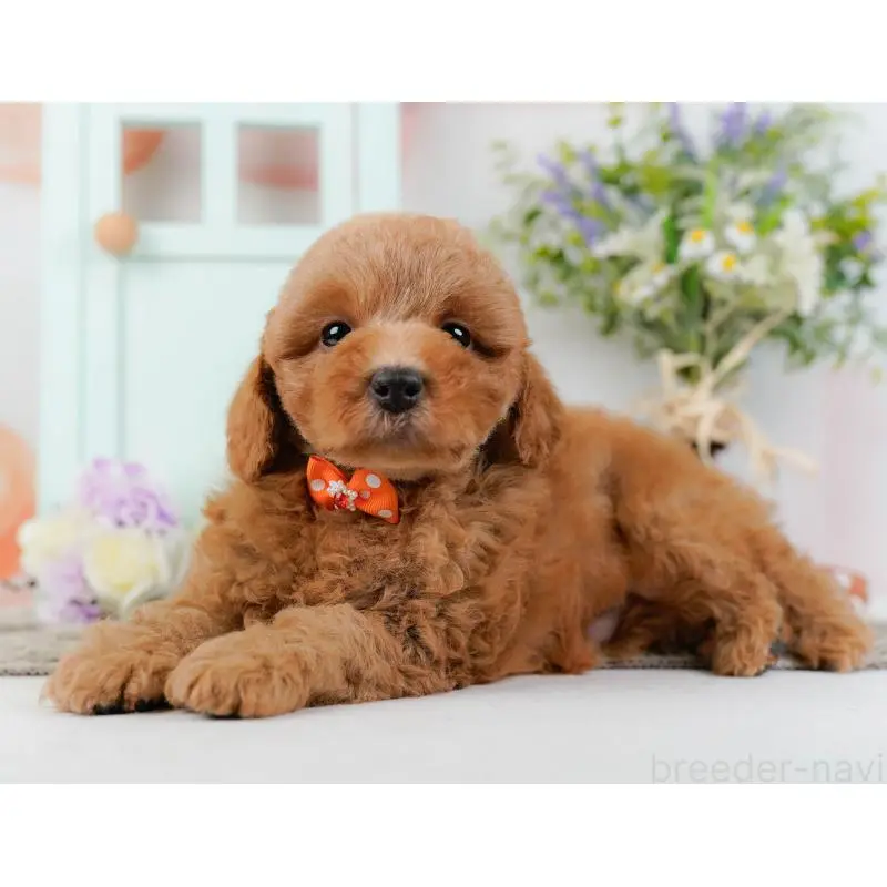 成約済の神奈川県のトイプードル-452734の11枚目