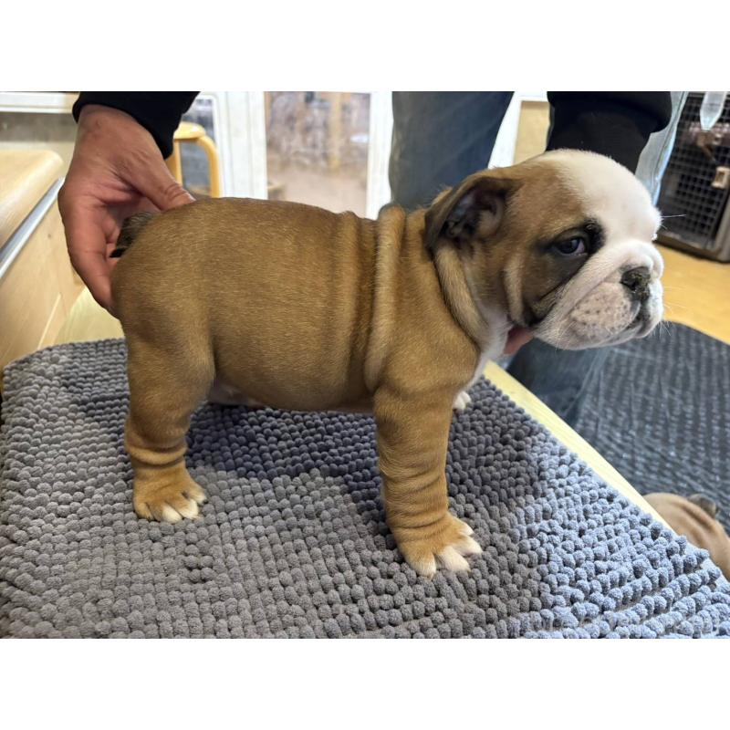 販売中の茨城県のブルドッグ-452419の7枚目