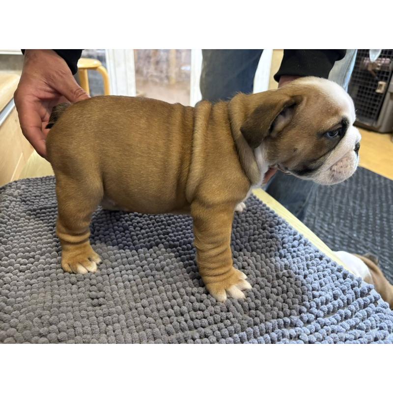 販売中の茨城県のブルドッグ-452419の6枚目