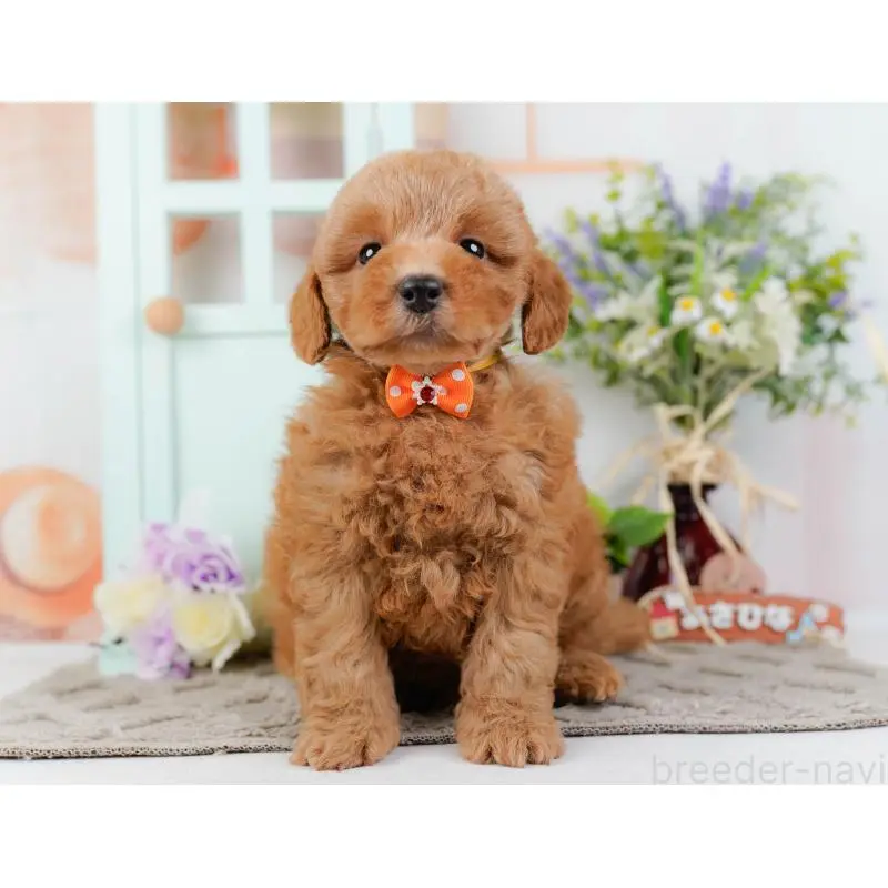 成約済の神奈川県のトイプードル-452734の10枚目