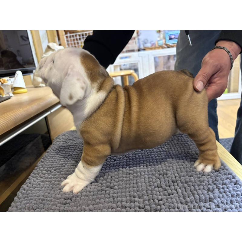 販売中の茨城県のブルドッグ-452419の5枚目