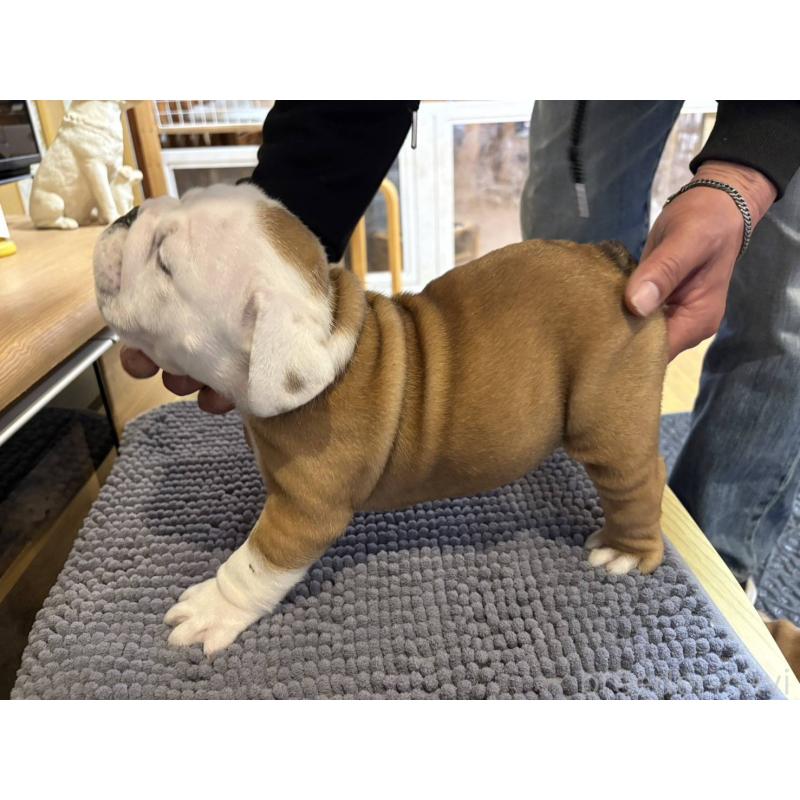 販売中の茨城県のブルドッグ-452419の4枚目