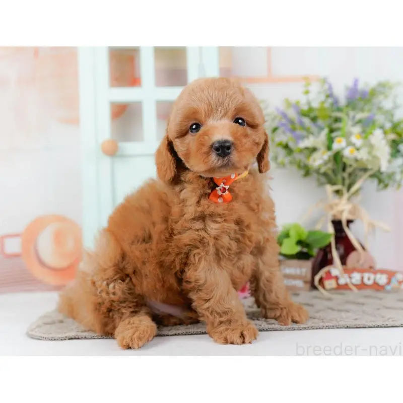 成約済の神奈川県のトイプードル-452734の9枚目