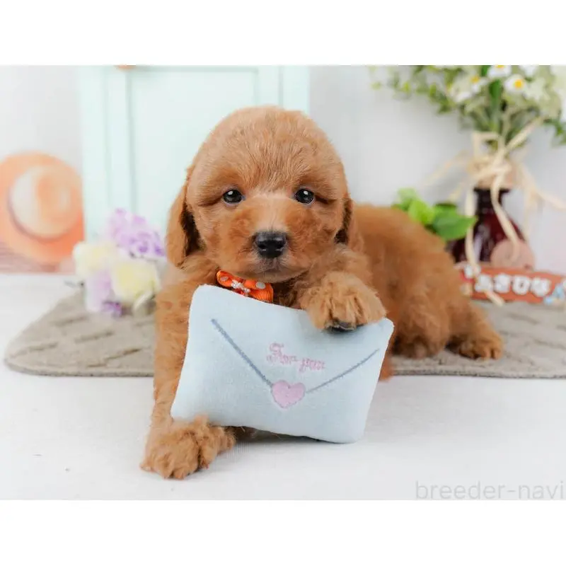 成約済の神奈川県のトイプードル-452734の8枚目