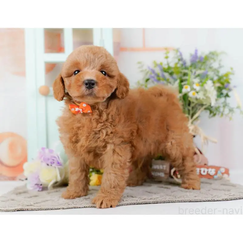 成約済の神奈川県のトイプードル-452734の7枚目