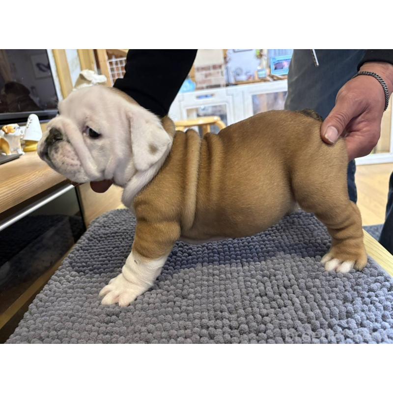 販売中の茨城県のブルドッグ-452419の3枚目