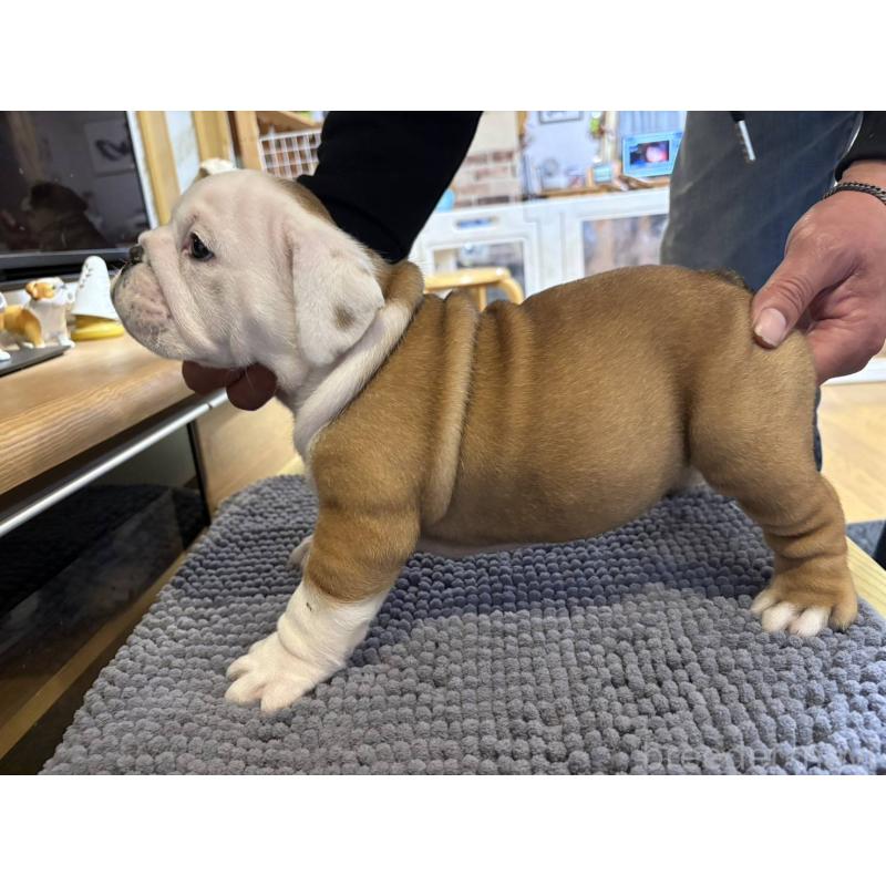 販売中の茨城県のブルドッグ-452419の2枚目