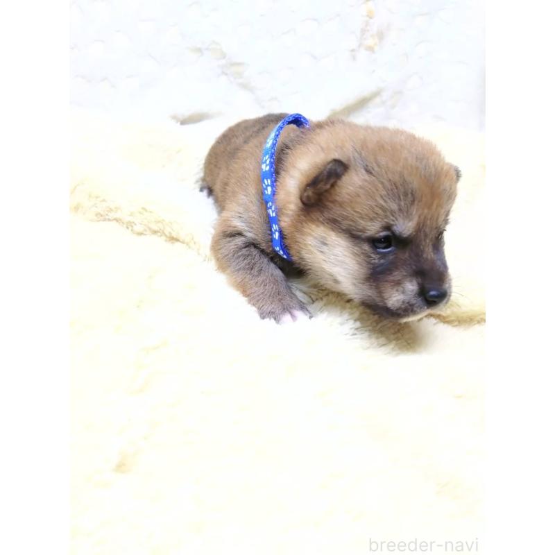 販売中の三重県の豆柴-452420の10枚目