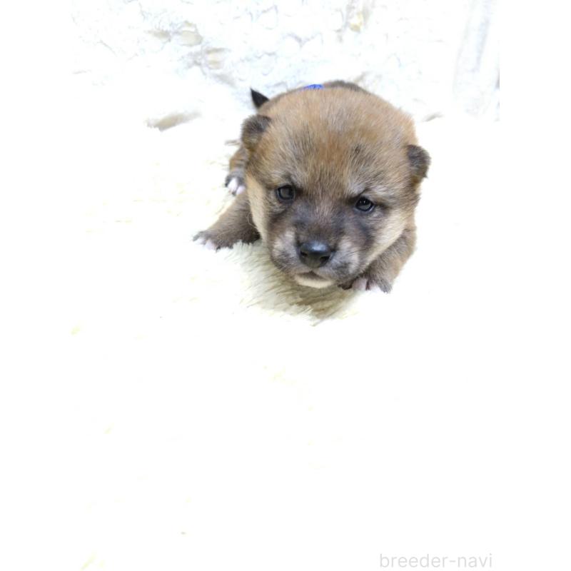 販売中の三重県の豆柴-452420の7枚目