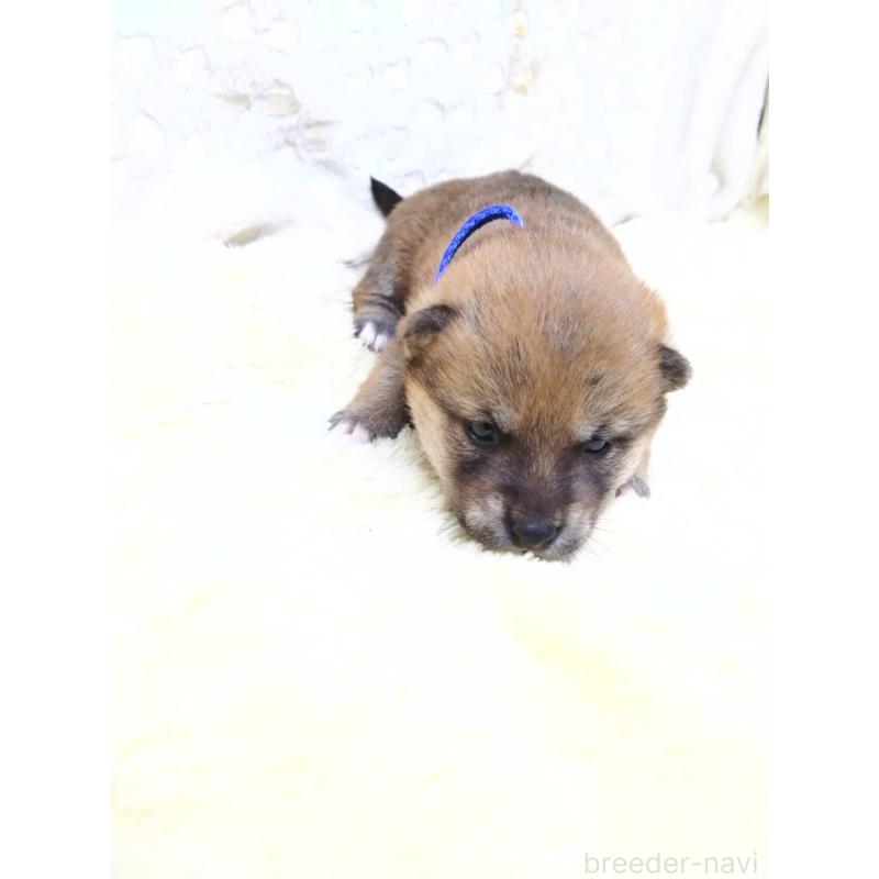 販売中の三重県の豆柴-452420の6枚目