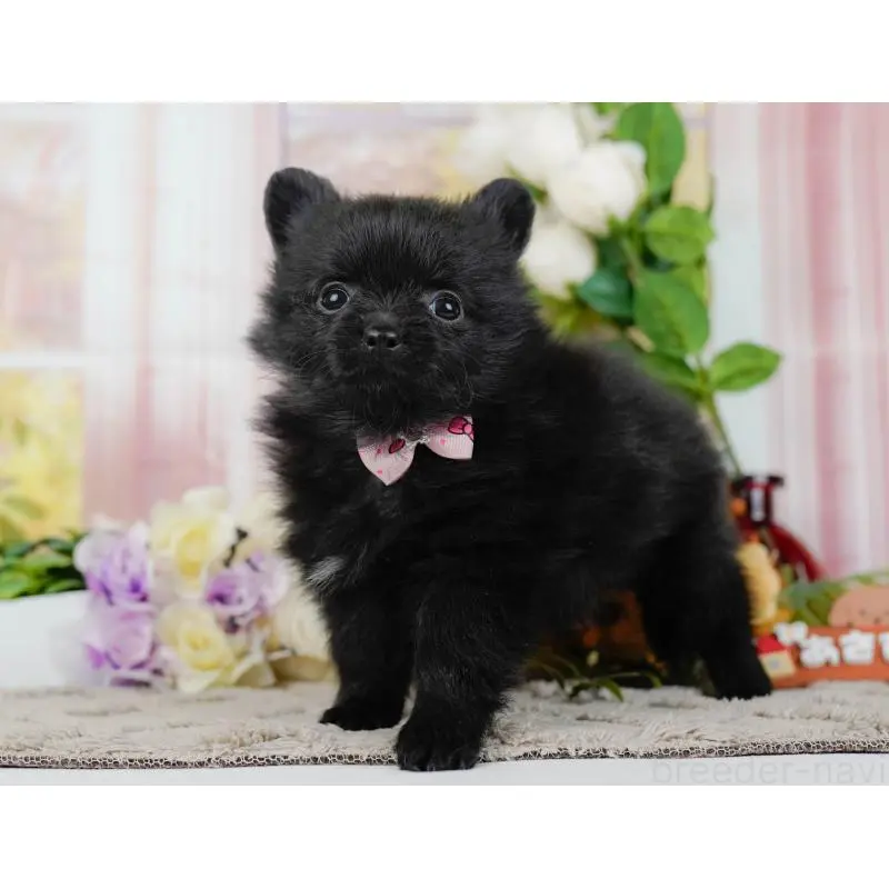 販売中の神奈川県のポメチワ:ポメラニアン×チワワ-452729の13枚目