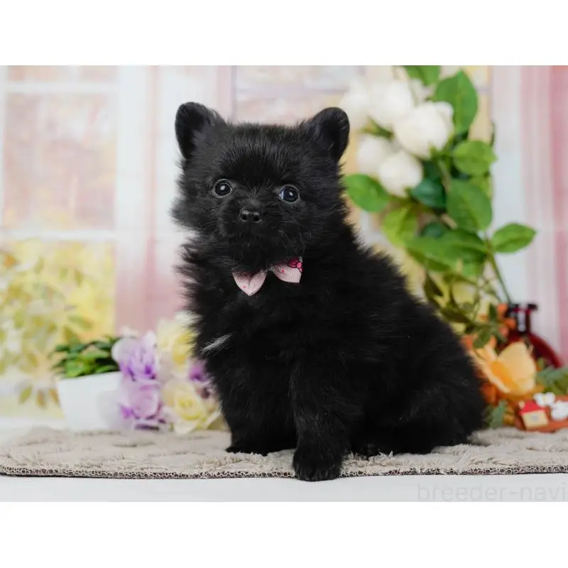 販売中の神奈川県のポメチワ:ポメラニアン×チワワ-452729の12枚目