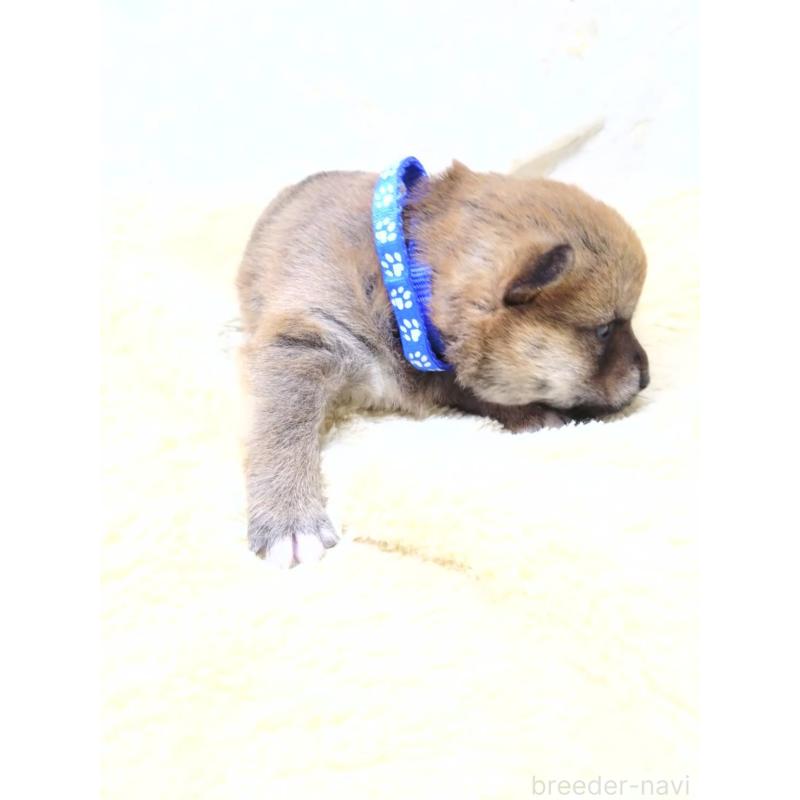 販売中の三重県の豆柴-452420の5枚目