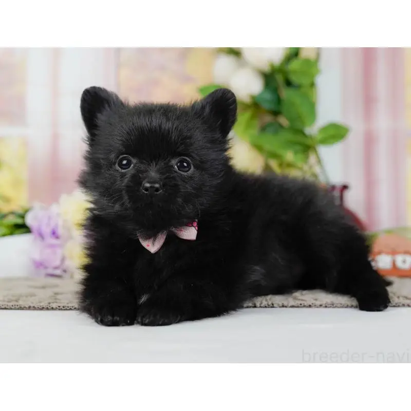 販売中の神奈川県のポメチワ:ポメラニアン×チワワ-452729の11枚目