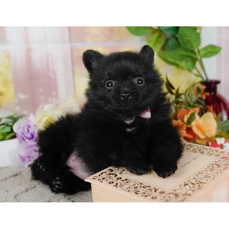 販売中の神奈川県のポメチワ:ポメラニアン×チワワ-452729の10枚目