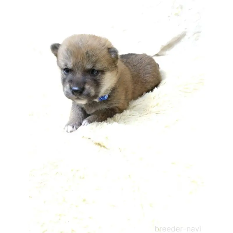 販売中の三重県の豆柴-452420の4枚目