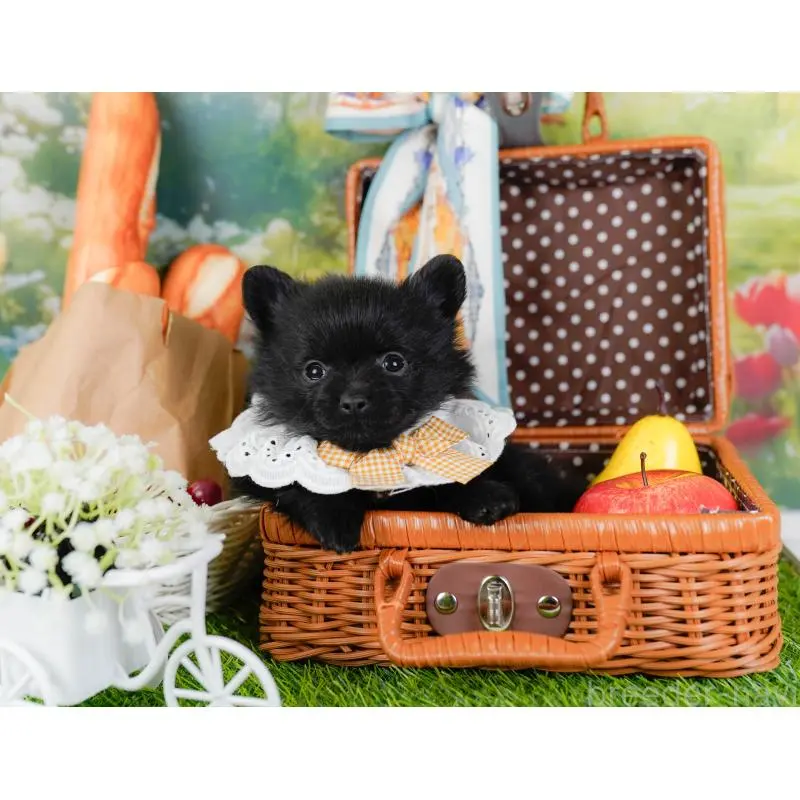 販売中の神奈川県のポメチワ:ポメラニアン×チワワ-452729の7枚目