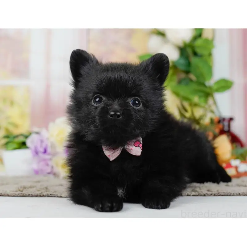 販売中の神奈川県のポメチワ:ポメラニアン×チワワ-452729の8枚目