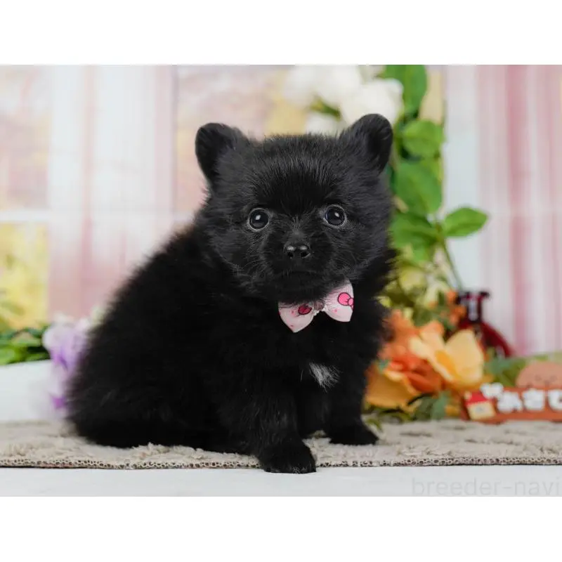 販売中の神奈川県のポメチワ:ポメラニアン×チワワ-452729の6枚目