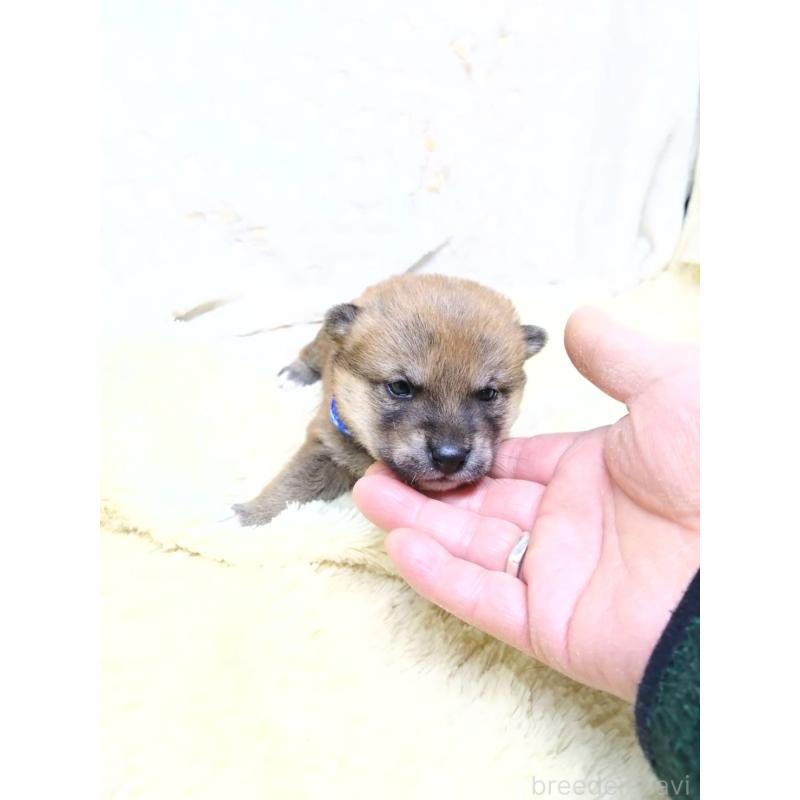 販売中の三重県の豆柴-452420の2枚目