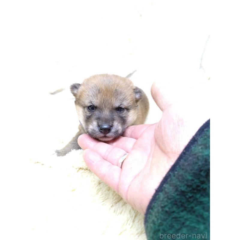 販売中の三重県の豆柴-452420