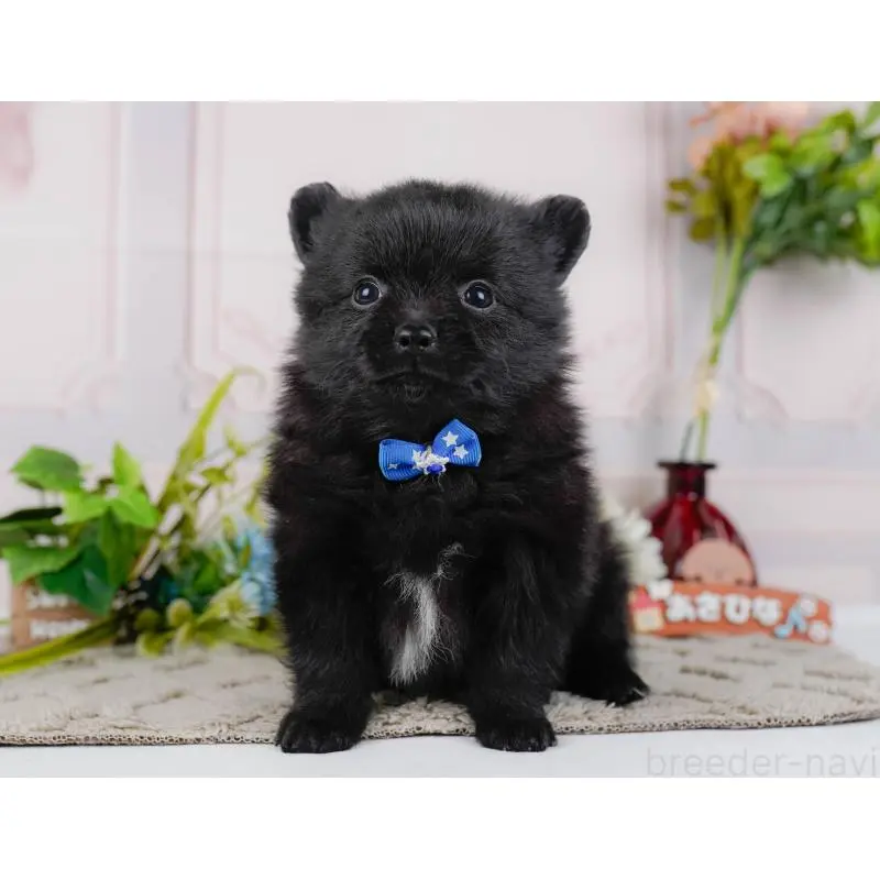 販売中の神奈川県のポメチワ:ポメラニアン×チワワ-452749の17枚目