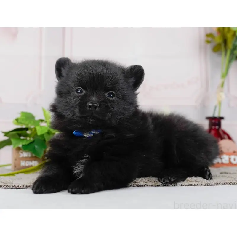 販売中の神奈川県のポメチワ:ポメラニアン×チワワ-452749の12枚目