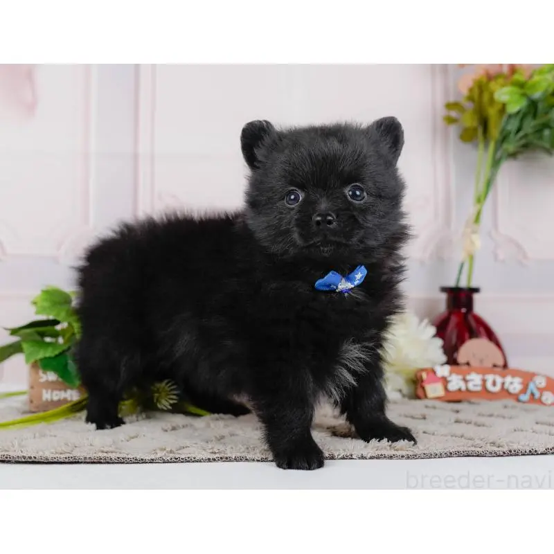 販売中の神奈川県のポメチワ:ポメラニアン×チワワ-452749の10枚目