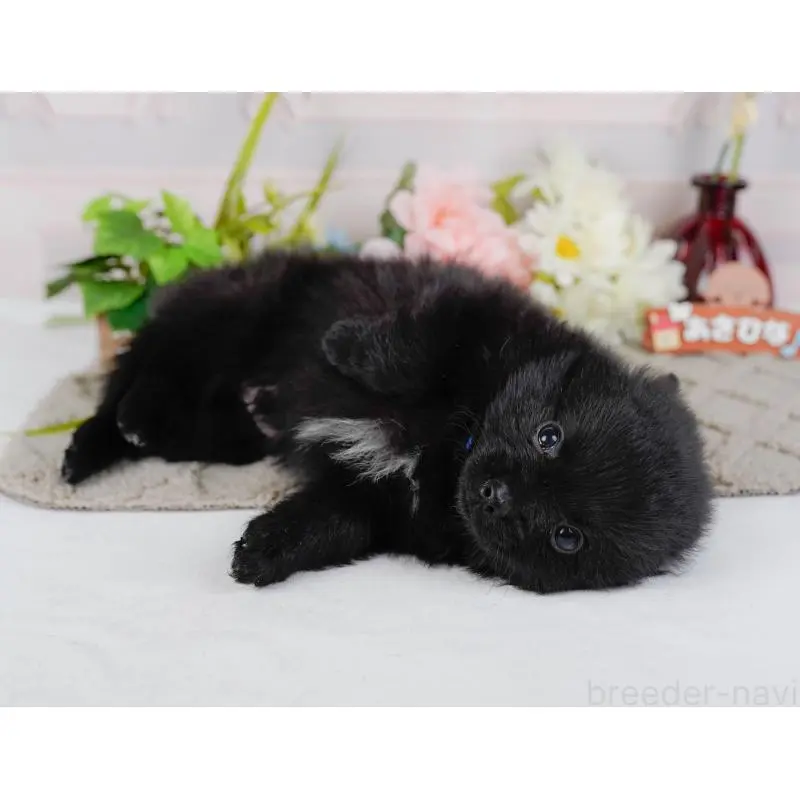 販売中の神奈川県のポメチワ:ポメラニアン×チワワ-452749の9枚目