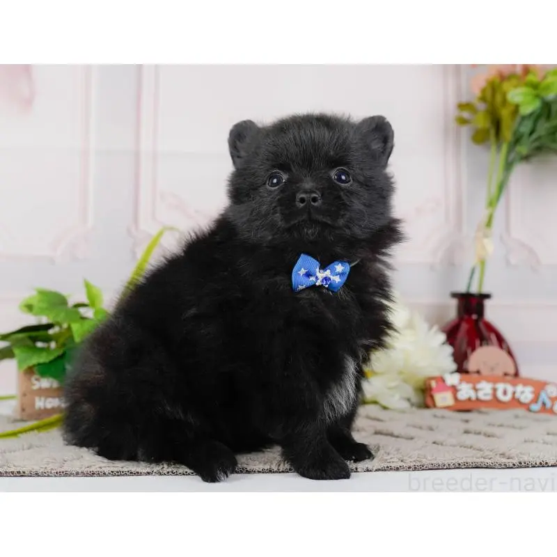 販売中の神奈川県のポメチワ:ポメラニアン×チワワ-452749の8枚目
