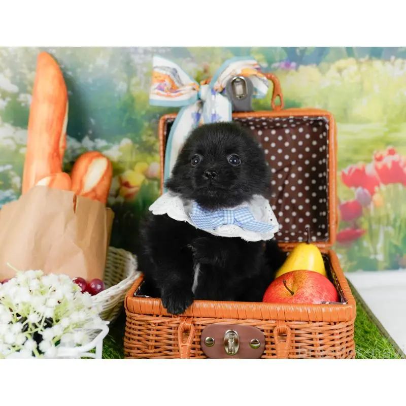 販売中の神奈川県のポメチワ:ポメラニアン×チワワ-452749の7枚目