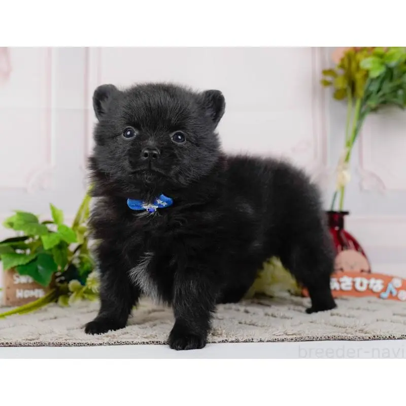 販売中の神奈川県のポメチワ:ポメラニアン×チワワ-452749の6枚目