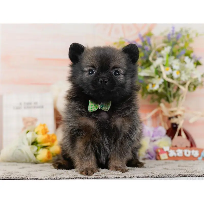 販売中の神奈川県のポメチワ:ポメラニアン×チワワ-452751の15枚目