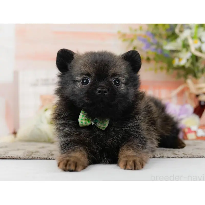 販売中の神奈川県のポメチワ:ポメラニアン×チワワ-452751の14枚目