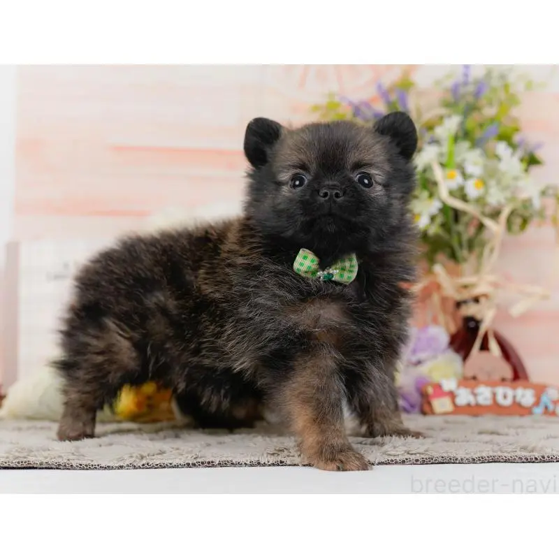 販売中の神奈川県のポメチワ:ポメラニアン×チワワ-452751の13枚目