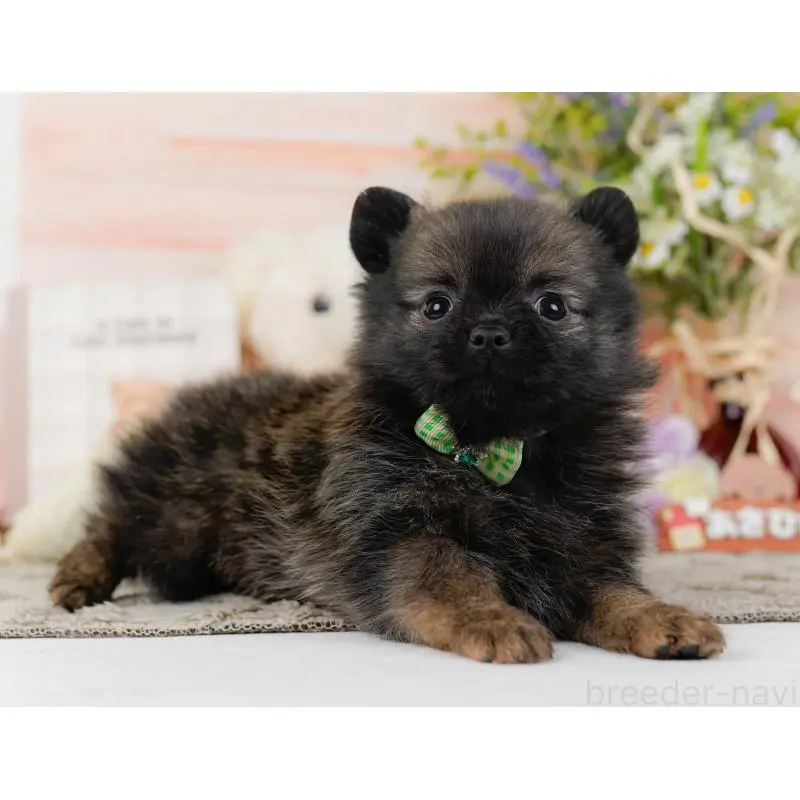 販売中の神奈川県のポメチワ:ポメラニアン×チワワ-452751の12枚目